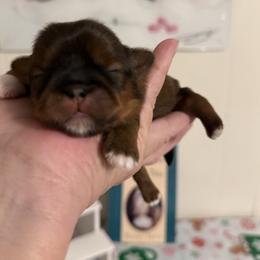 Scarlett - Tricolor female Shih Tzu puppy in Glens Falls, New York from Shih Tzus N Giggles