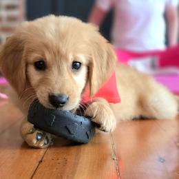Goldendoodle, Golden Retriever, and Poodle Puppies from Oregon's Oodles of poodles & doodles