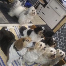 Havanese Puppies from Sunsation Havanese
