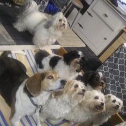 Havanese Puppies from Sunsation Havanese