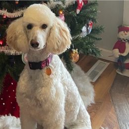 Ivory - Poodle