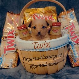 Biewer Terrier, Poodle, and Yorkshire Terrier Puppies from Tiny Paws Luxury Pets