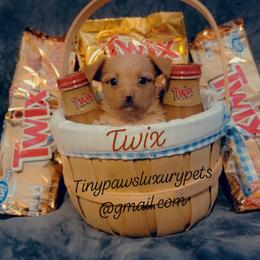 Biewer Terrier, Poodle, and Yorkshire Terrier Puppies from Tiny Paws Luxury Pets
