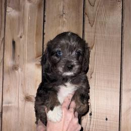 Jill - Blue merle female Aussiedoodle puppy in Churchill County Fallon, Nevada from Card Family Ranch
