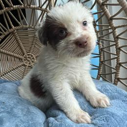 Spot - Red tri-color male Australian Shepherd puppy in Grants Pass, Oregon from Carmel Mountain Aussies