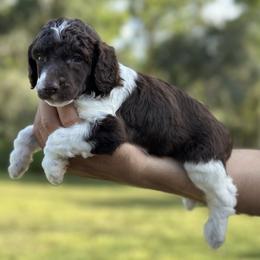 Susie - Parti female Poodle puppy in Spring Hills, Florida from The Olympus Standard Poodle