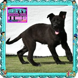 BETTY RUBBLE - Black female German Shepherd puppy in Murrieta, California from Diamond Oaks German Shepherds
