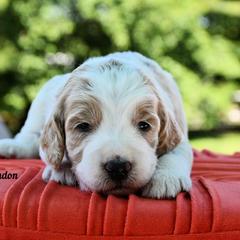 Bernedoodle and Irish Doodle Puppies from Willow-Be Doodles