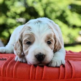 Bernedoodle and Irish Doodle Puppies from Willow-Be Doodles
