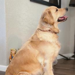 Golden Retrievers from Golden's of Hickory Hammock