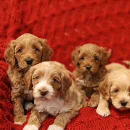 Australian Labradoodle Puppies from Majestic Labradoodles