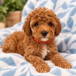 Autumn - Red  female Poodle puppy in Surprise, Arizona from Gentle Paw Poodles and Doodles