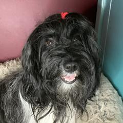 Charlotte  - Havana Silk Dog