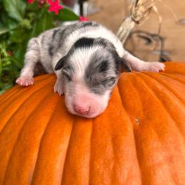 Girl 2 - Blue merle - Blue merle female Border Collie puppy in Minden, Iowa from Rocking N Registered Border Collies & Labradors