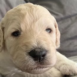 Boy 3 - Goldendoodle puppy in Blaine, Minnesota from The Golden Roo