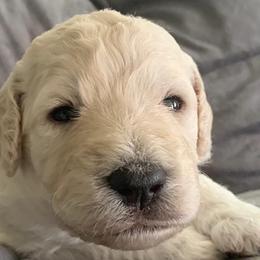Boy 3 - Goldendoodle puppy in Blaine, Minnesota from The Golden Roo
