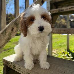 Sleepy - Parti male Goldendoodle puppy in Warsaw, Ohio from Lovabledoodles