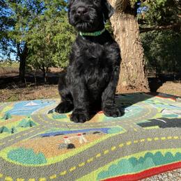 Boy 2 - Black male Black Russian Terrier puppy in Oklahoma from Ter’Avalon Kennel