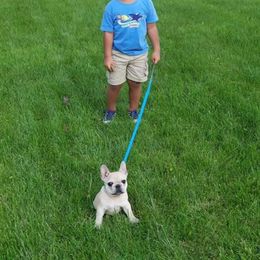 French Bulldog and Rottweiler Puppies from Starkhaus Rottweilers