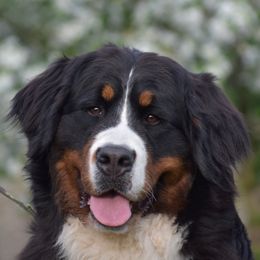 Chanel - Bernese Mountain Dog