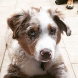 Australian Shepherds from Witty Paws