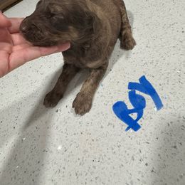 Boy 4 - Red phantom male Aussiedoodle puppy in Florida from Doodles & Danes