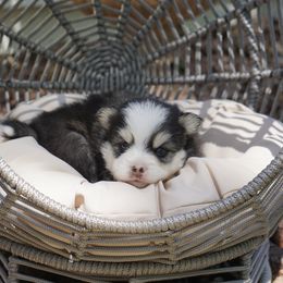 Pomsky Puppies from Arctic Star Pomskies