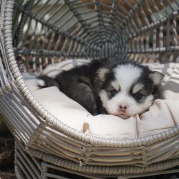 Pomsky Puppies from Arctic Star Pomskies