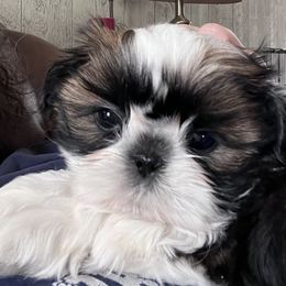 Shih Tzu Puppies from Sweetbriar Shih Tzu