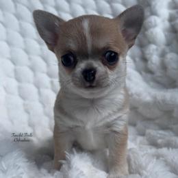 Mister Twister - Blue fawn male Chihuahua puppy in Michigan from Fanciful Thrills Kennel