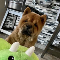 Vivi - Chow Chow
