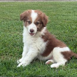Sianna with blue eyes - Sable female Border Collie puppy in Chattanooga, Tennessee from Ross Vegas Kennels