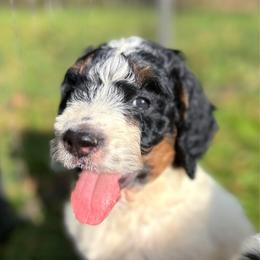Rosalind - Tri-color female Bernedoodle puppy in Osage City, Kansas from Golden Ridge Goldens