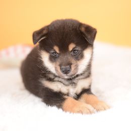 Chey -FULL REGISTRATION INCLUDED- - Black and tan female Shiba Inu puppy in Neosho, Missouri from Kenny Cave K9s