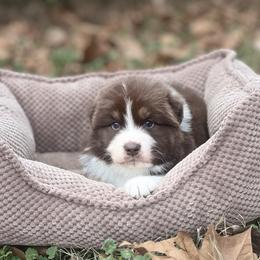 Fluorite - Red tri-color male Australian Shepherd puppy in Augusta, Georgia from Incendia Aussies & Dobies