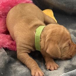 Green Girl - Golden rust female Vizsla puppy in Foley, Alabama from Paula's South Bama Vizslas