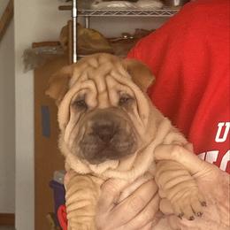 Girl 1 - Fawn female Chinese Shar-Pei puppy in Basehor, Kansas from Good Fortune Shar Pei