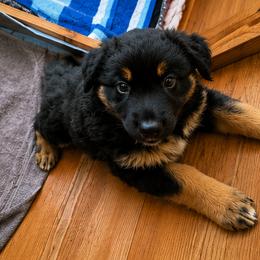 Australian Shepherd Puppies from McElroy Homestead Austrailian Shepherds