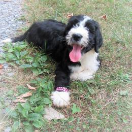 "Brown 07/2022" Bernedoodle Puppies from Snuggle Bug Doodles