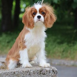 Cavalier King Charles Spaniel Puppies from Constantin Pups