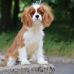 Cavalier King Charles Spaniel Puppies from Constantin Pups