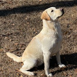 Labrador Retrievers from Duck Pond Farm English Labradors