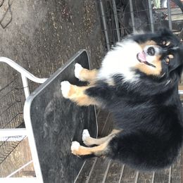 Australian Shepherd Puppies from Soggy Bottom Farms