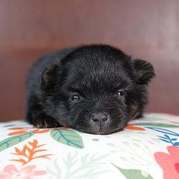 AKC Ares - Black and tan male Pomeranian puppy in Albany, Indiana from Hatz Off Puppies