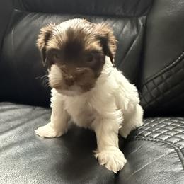 Arista AKC - Chocolate, tan and white female Yorkshire Terrier puppy in Labelle, Florida from Chocolate and Parti Yorkies in Florida
