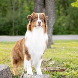 Tyeson - Australian Shepherd