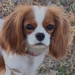 Karlee - Cavalier King Charles Spaniel