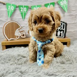 Berlioz - Red male Cavapoo puppy in Lancaster, Missouri from Cavapoo Acres