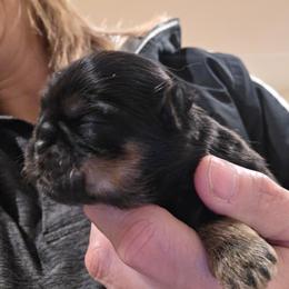 Charlie - Black and tan male Shih Tzu puppy in Carrollton, Ohio from Becker Hollow