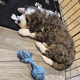 Aussiedoodle and Double Doodle Puppies from Parrish Precious Ones Texas